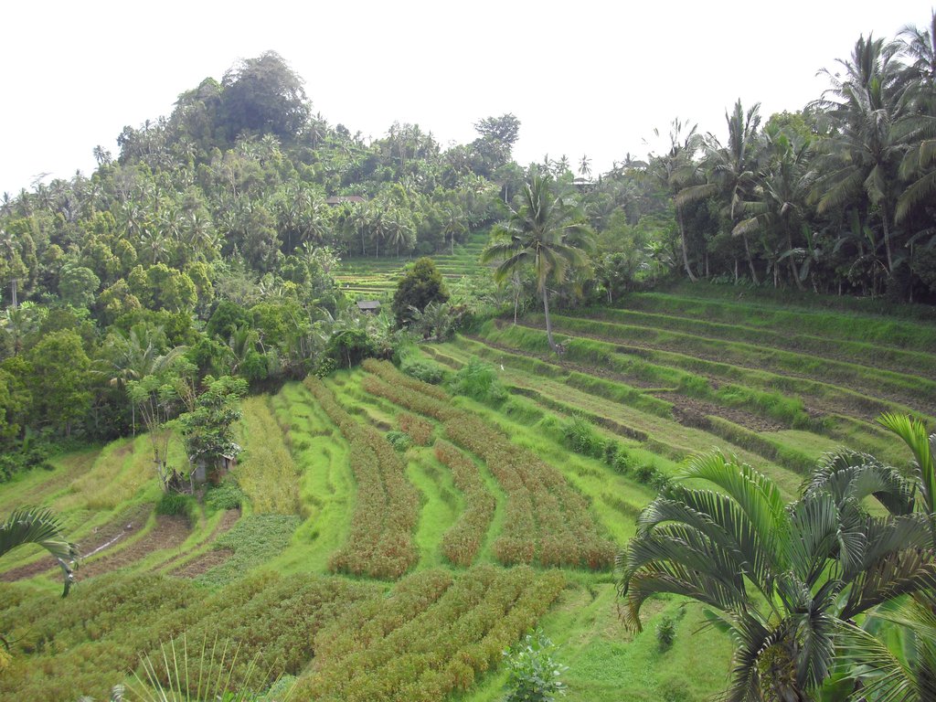 Image CIMG6793.JPG