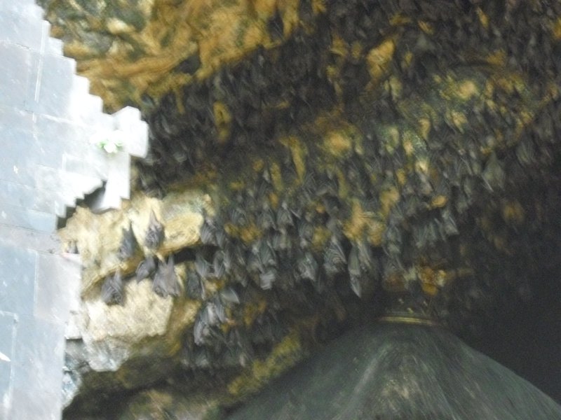 Image CIMG6819.JPG