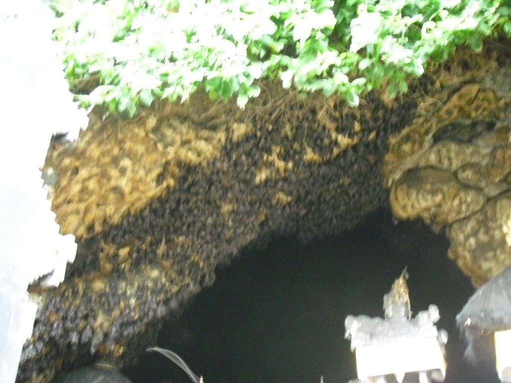 Image CIMG6821.JPG