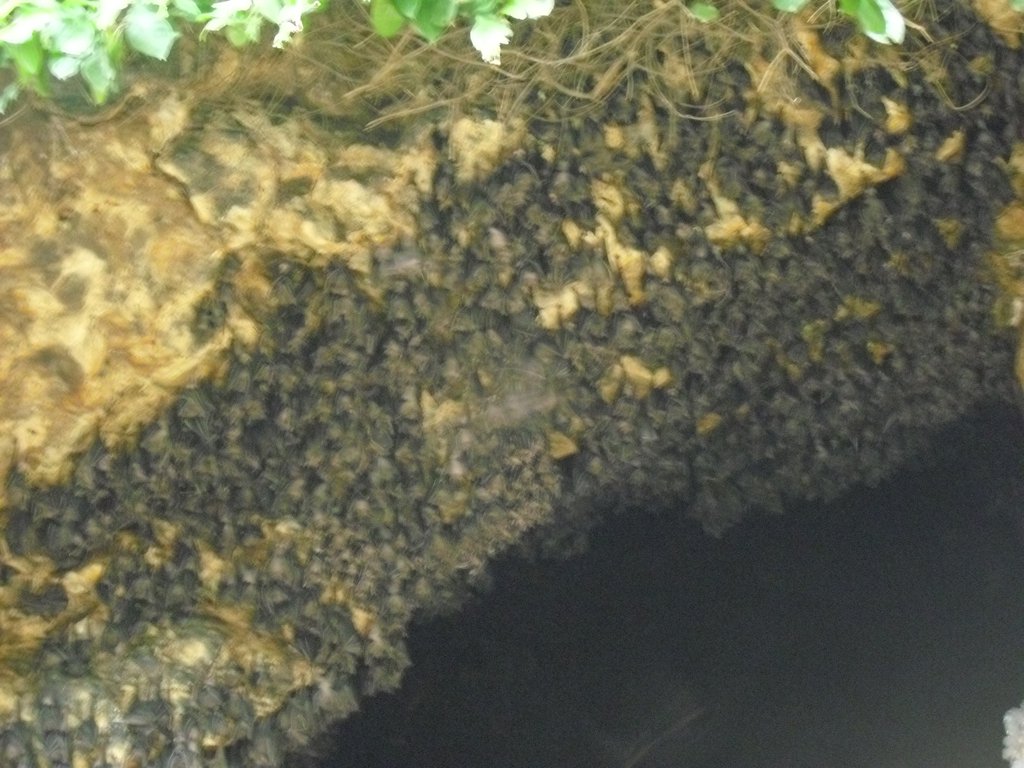 Image CIMG6822.JPG