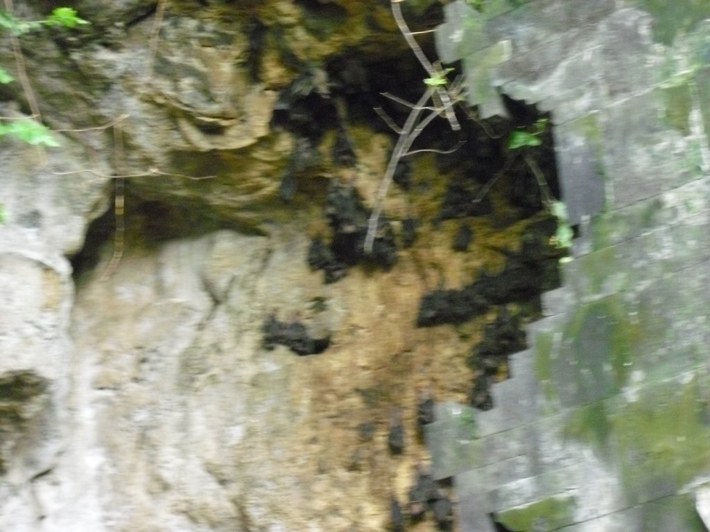 Image CIMG6825.JPG