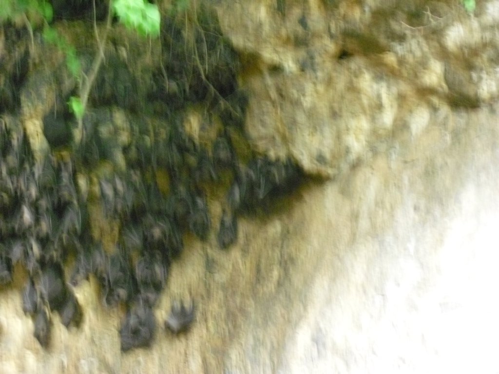 Image CIMG6828.JPG