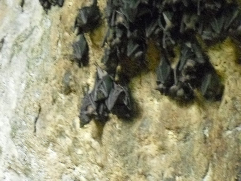 Image CIMG6834.JPG