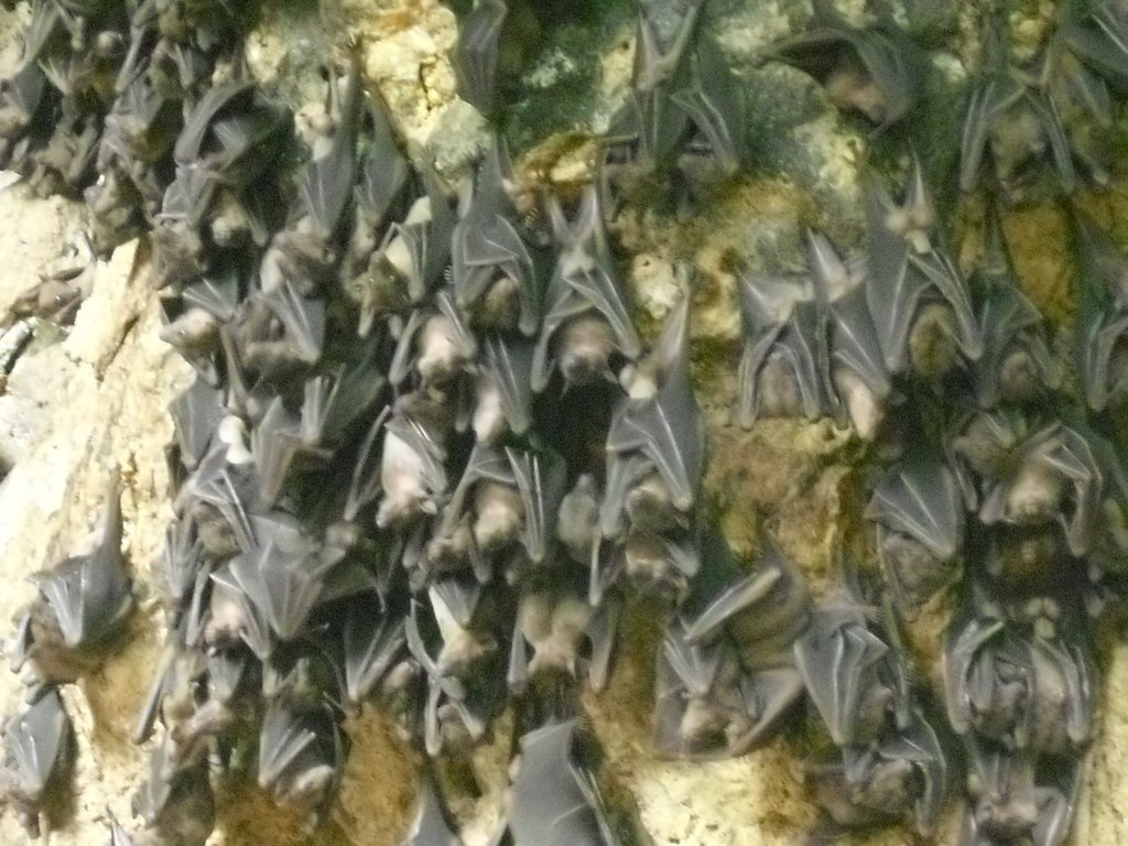 Image CIMG6835.JPG