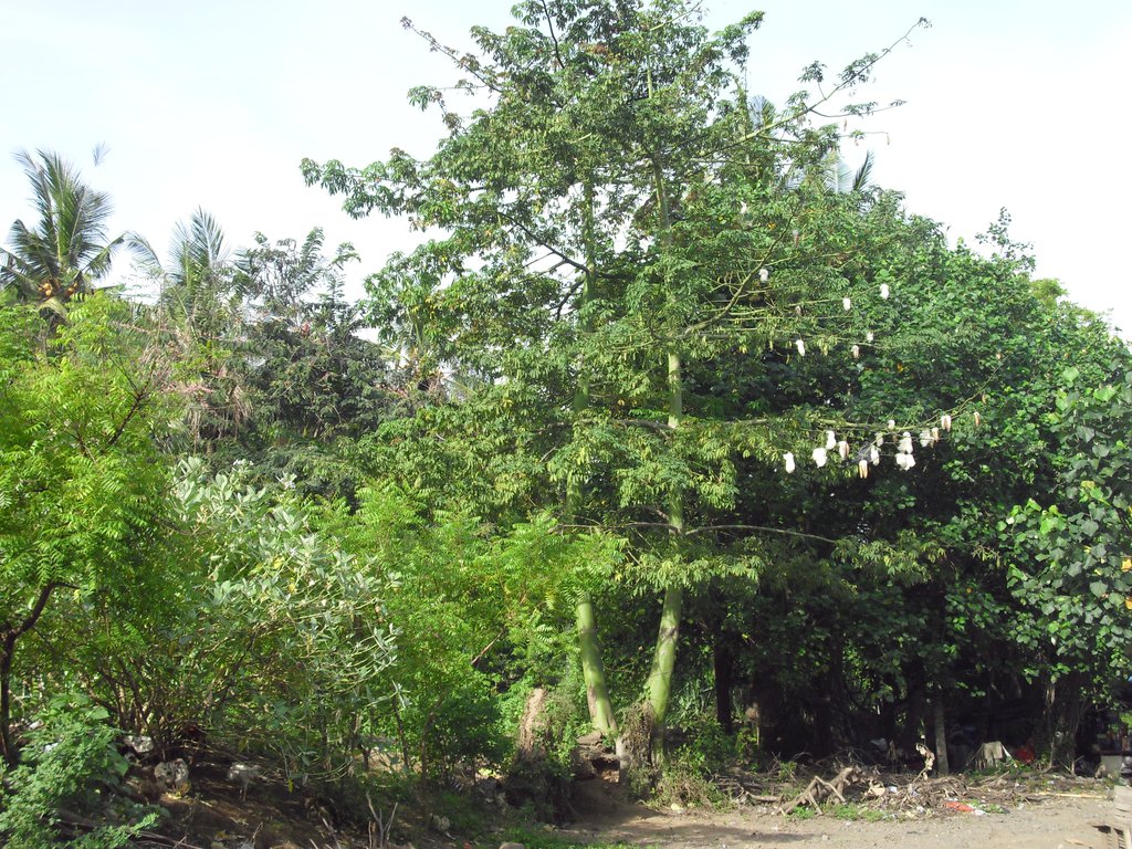 Image CIMG6843.JPG