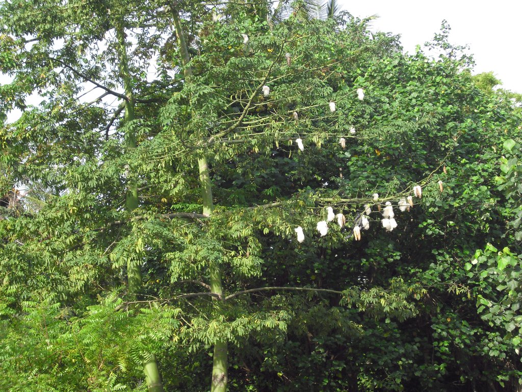 Image CIMG6844.JPG