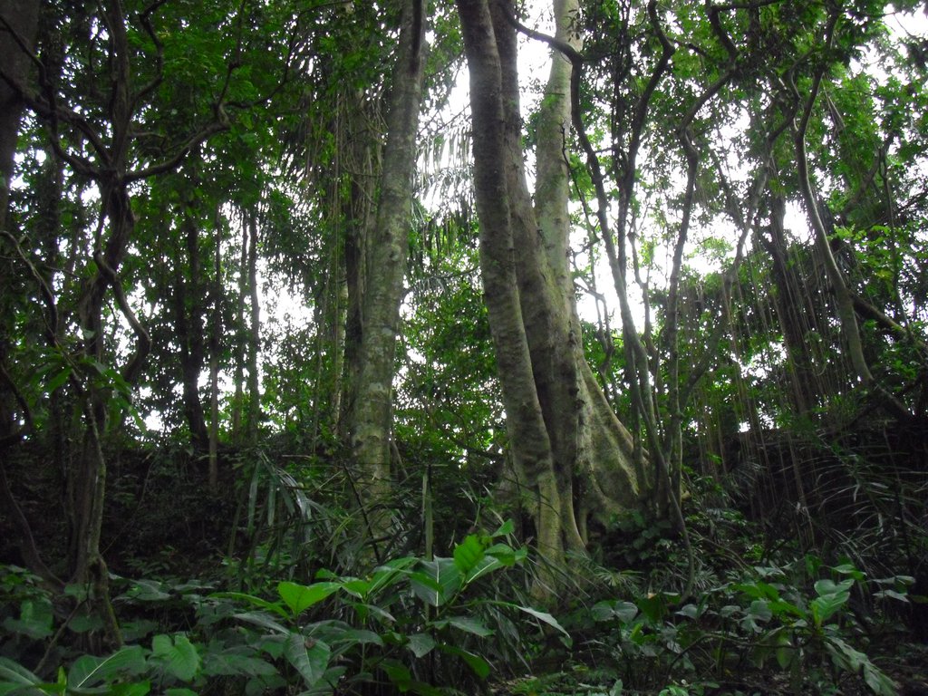 Image CIMG6850.JPG
