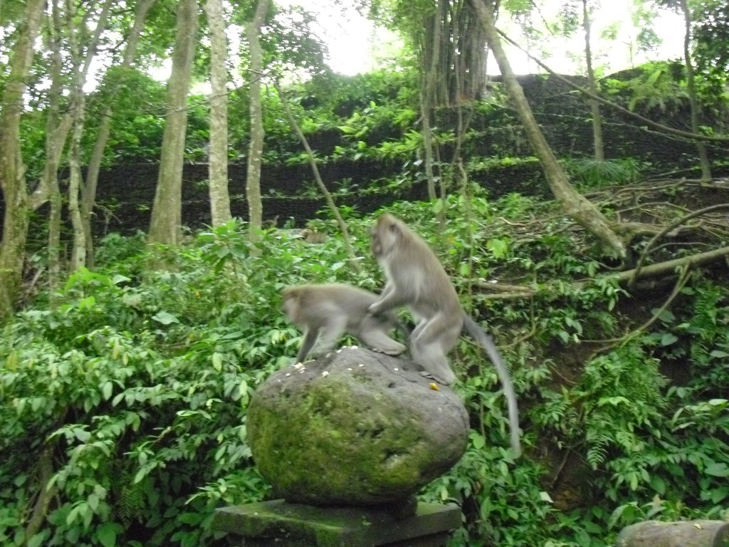 Image CIMG6855.JPG
