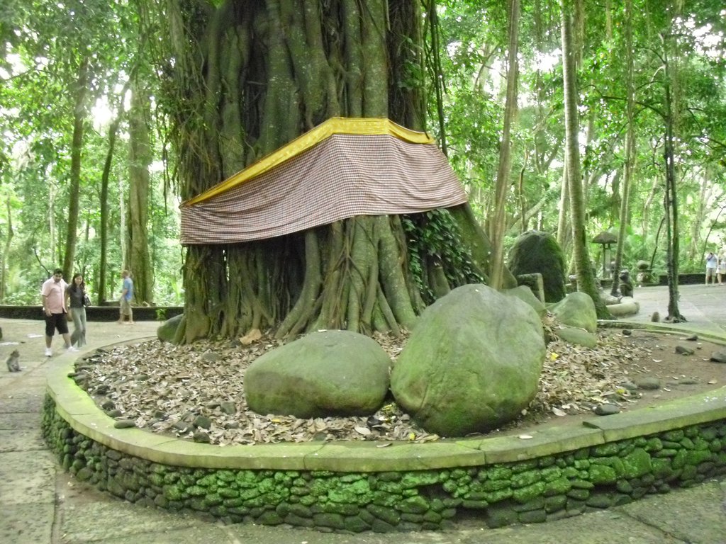 Image CIMG6862.JPG