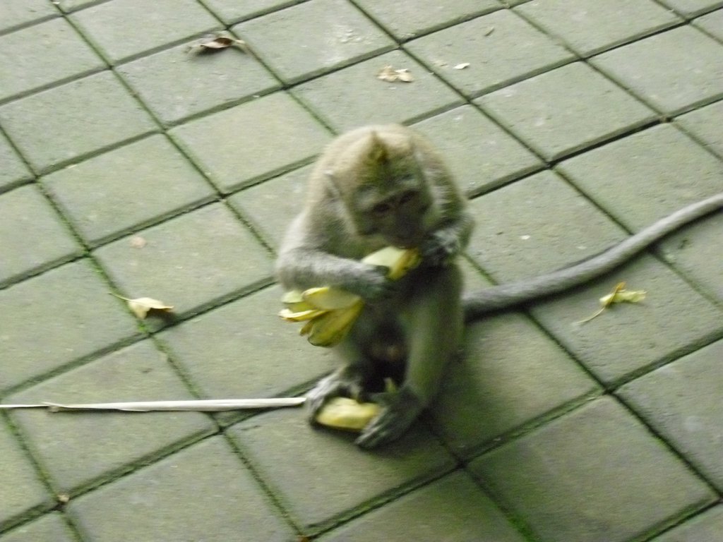 Image CIMG6865.JPG