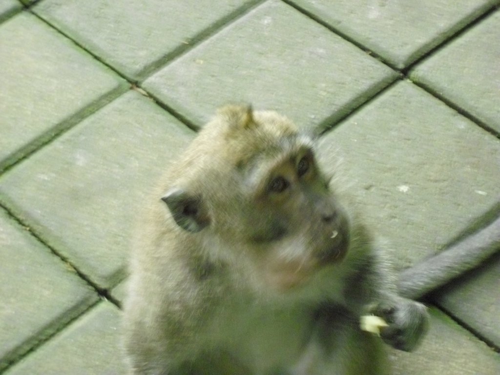Image CIMG6866.JPG