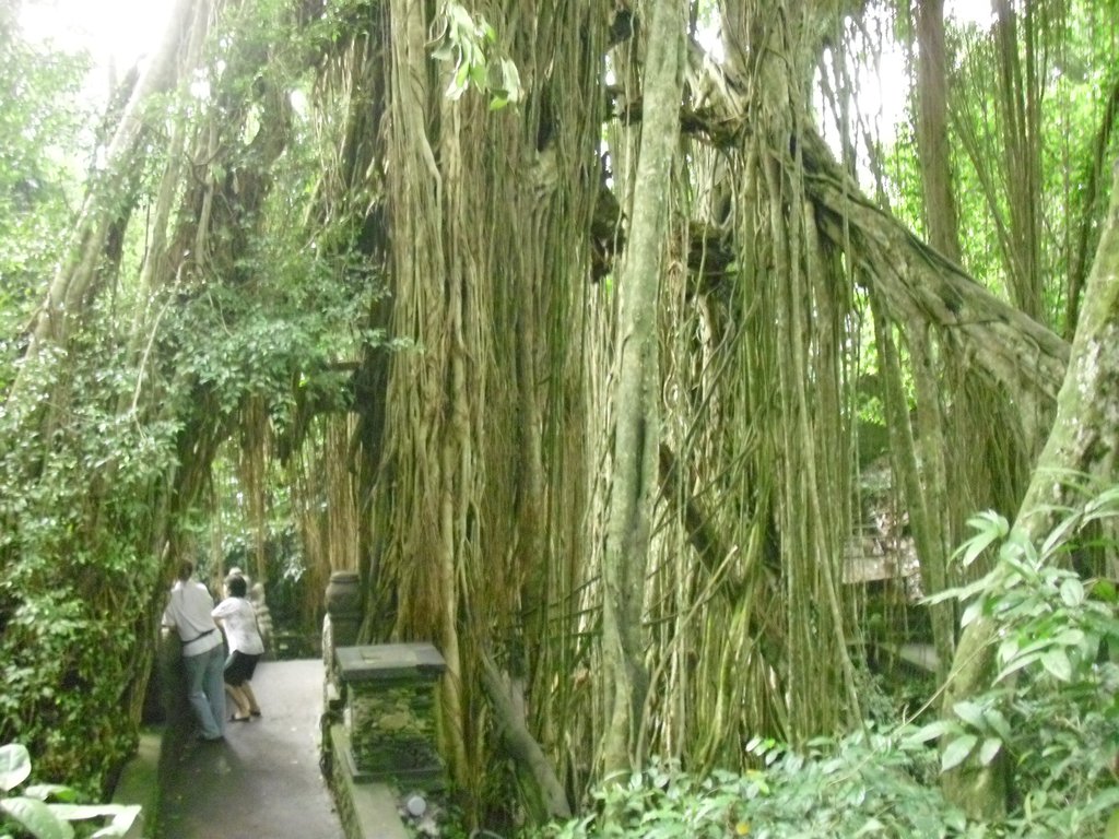 Image CIMG6867.JPG