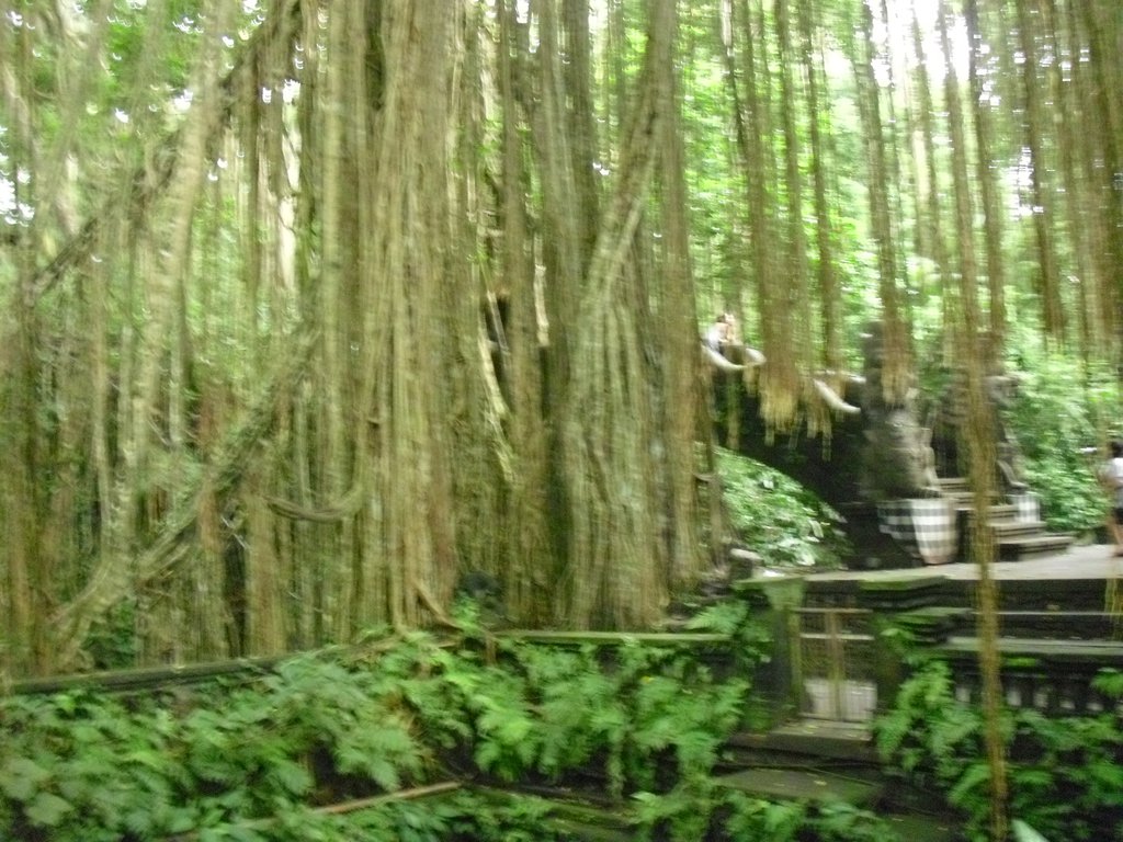 Image CIMG6878.JPG