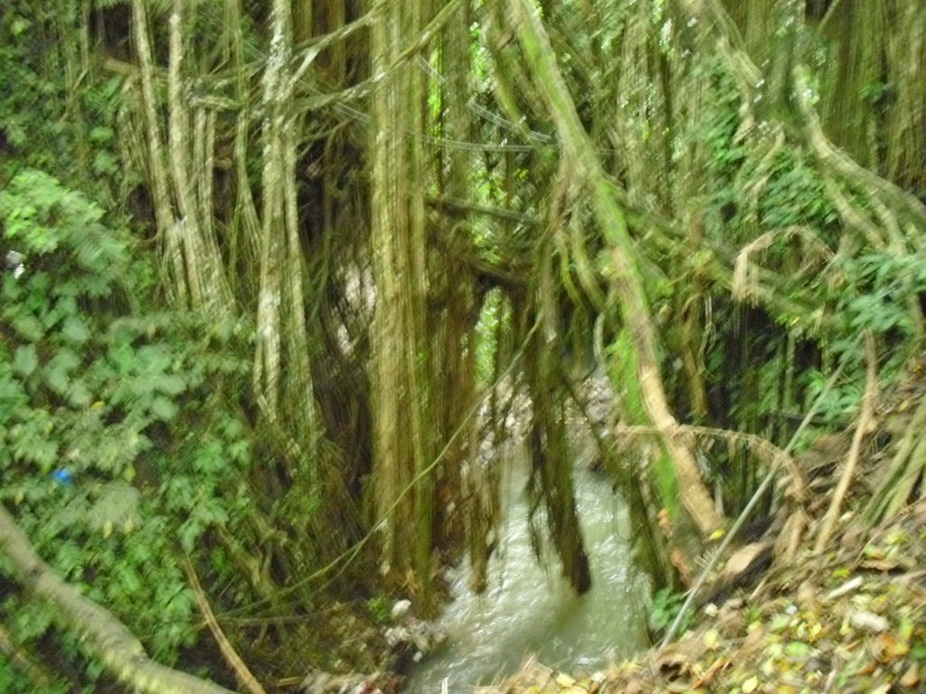 Image CIMG6882.JPG