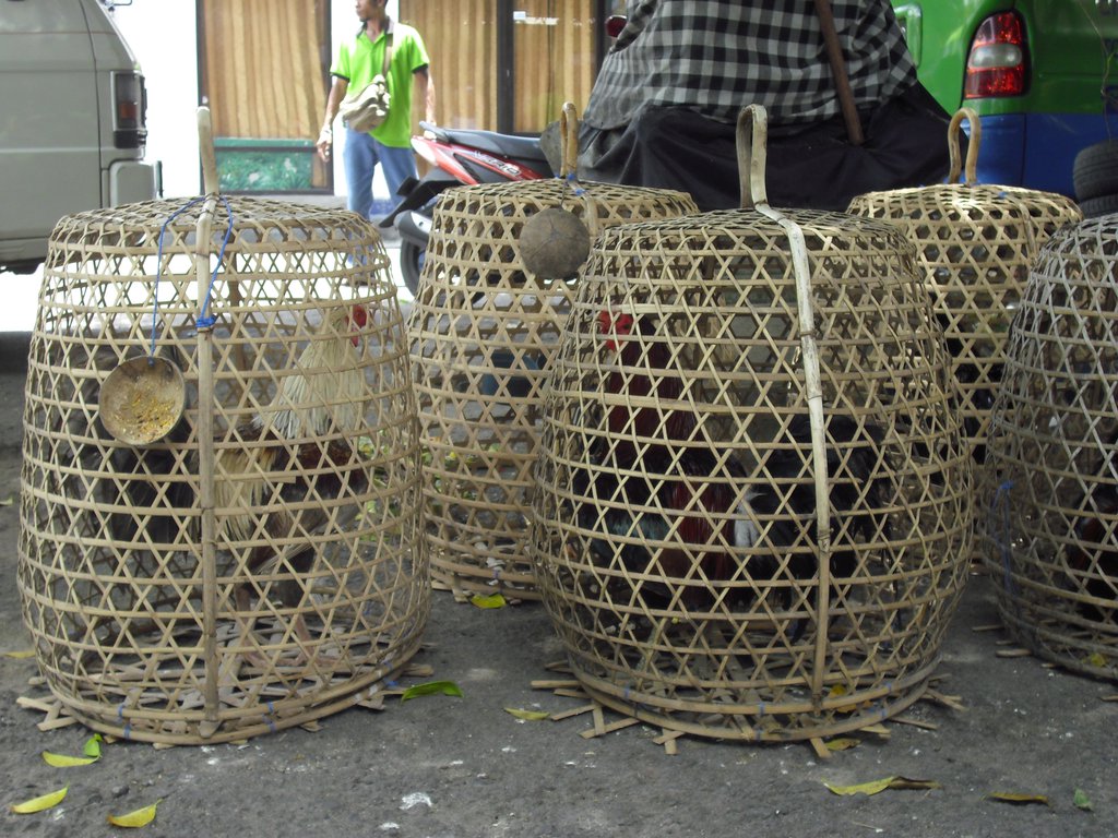 Image CIMG7517.JPG