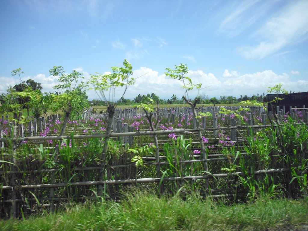 Image CIMG7538.JPG