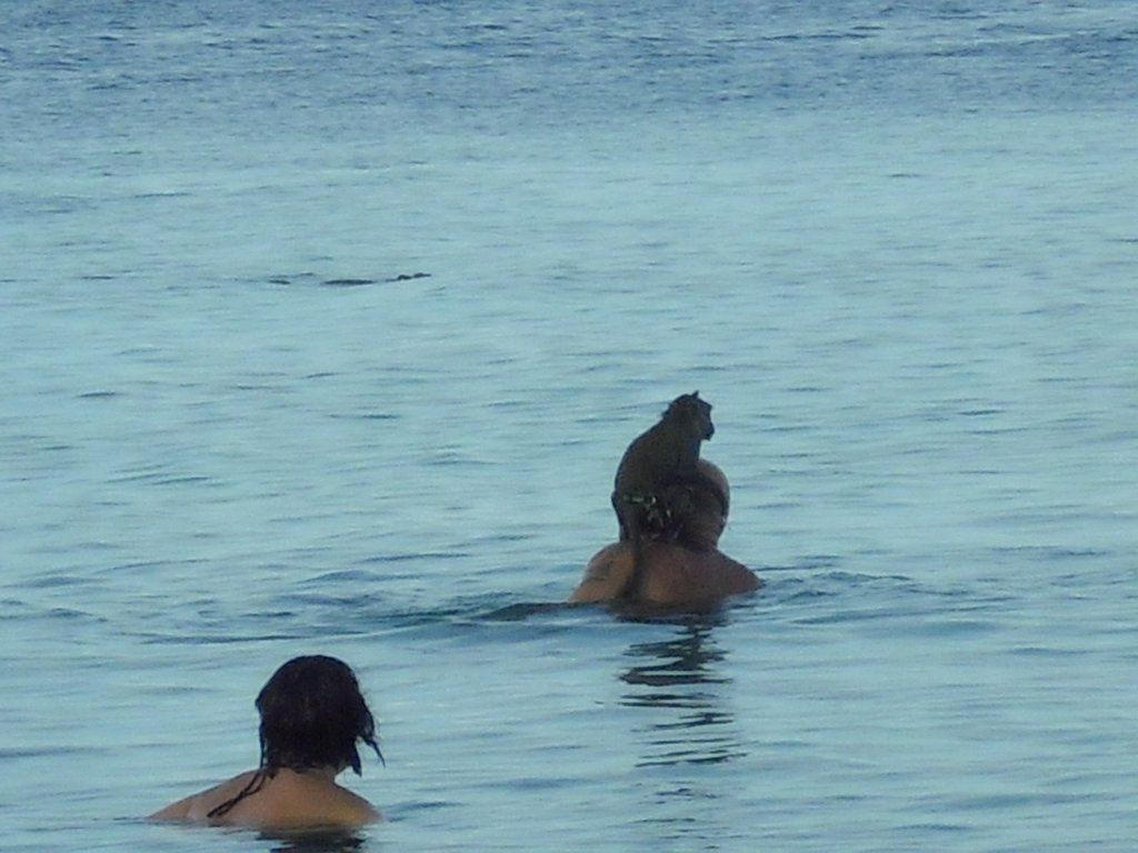 Image CIMG7260.JPG