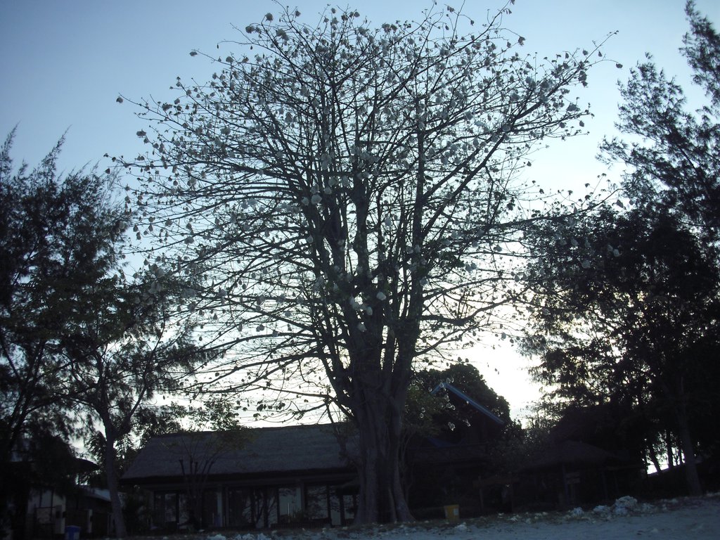 Image CIMG7346.JPG
