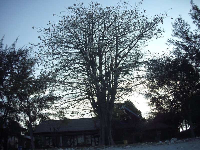 Image CIMG7346.JPG