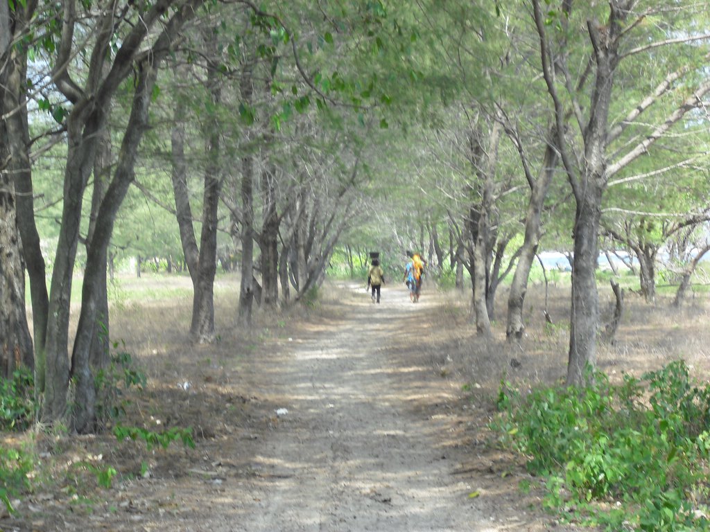 Image CIMG7390.JPG