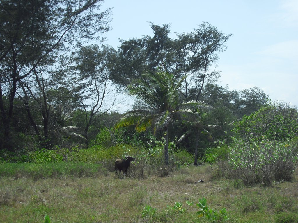 Image CIMG7401.JPG