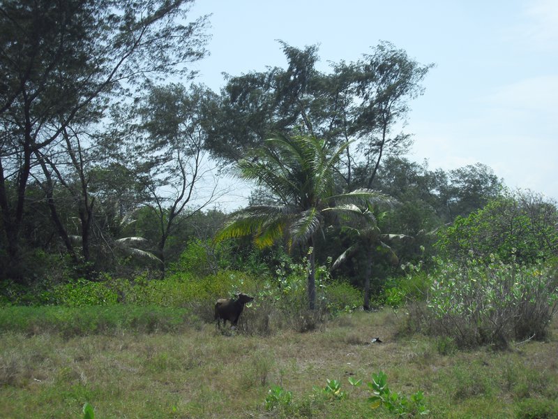 Image CIMG7401.JPG