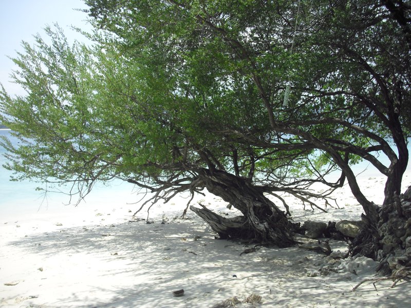 Image CIMG7407.JPG