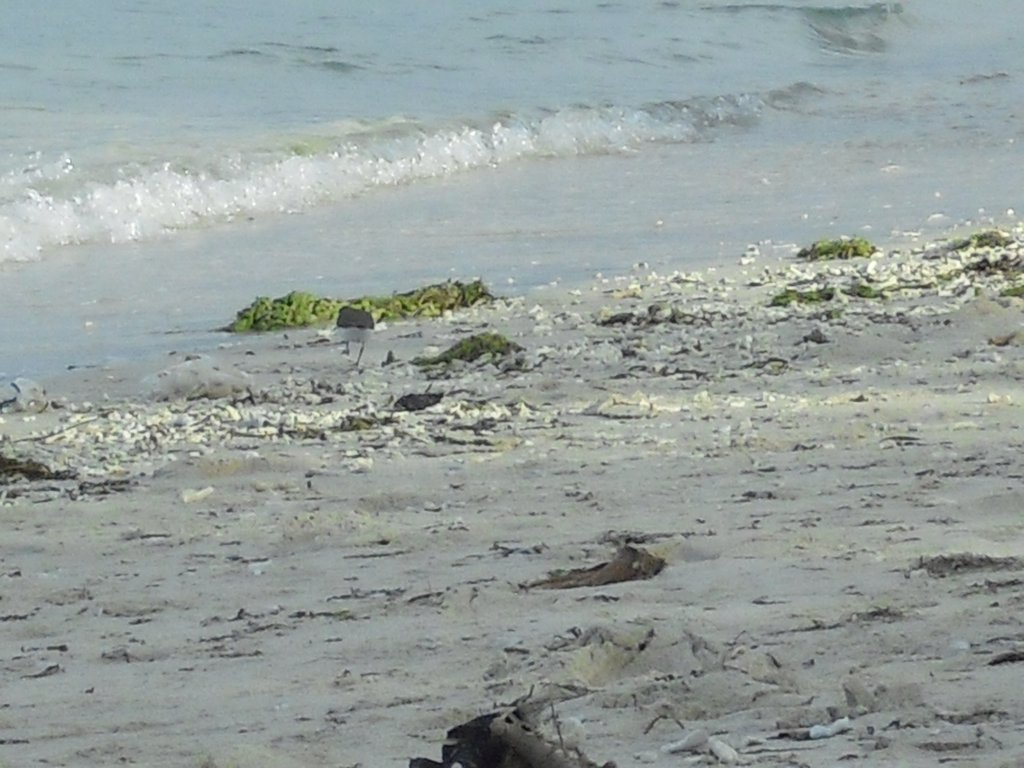 Image CIMG7429.JPG