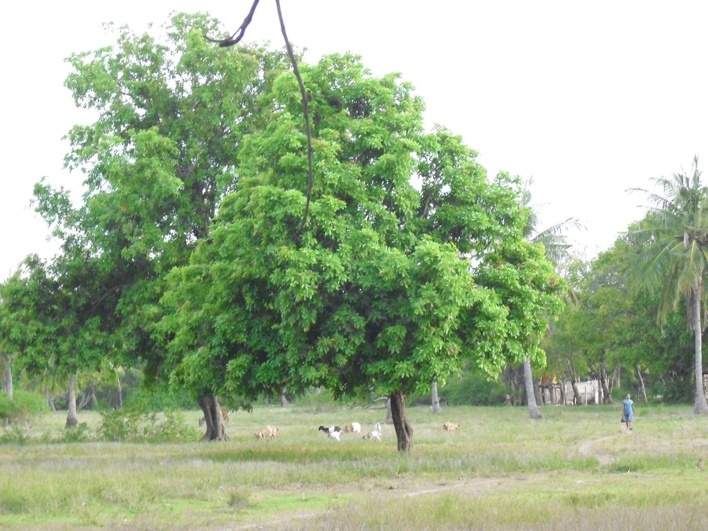 Image CIMG7435.JPG
