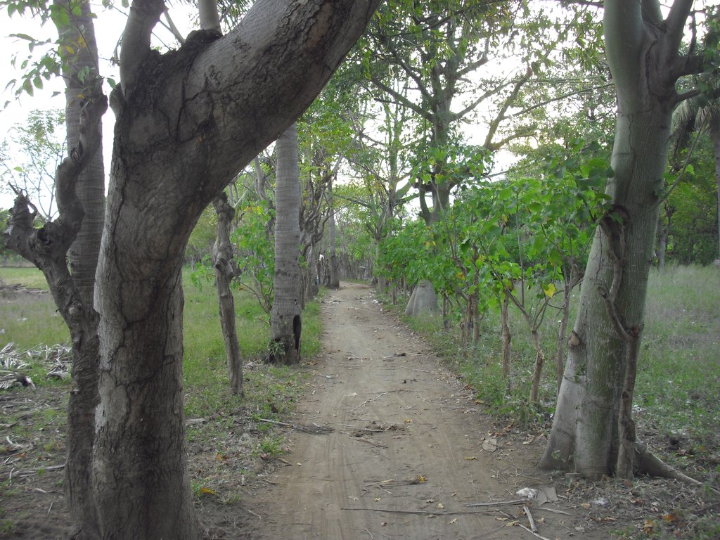 Image CIMG7438.JPG