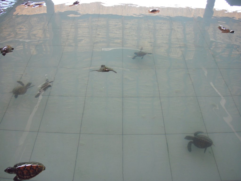 Image CIMG7485.JPG