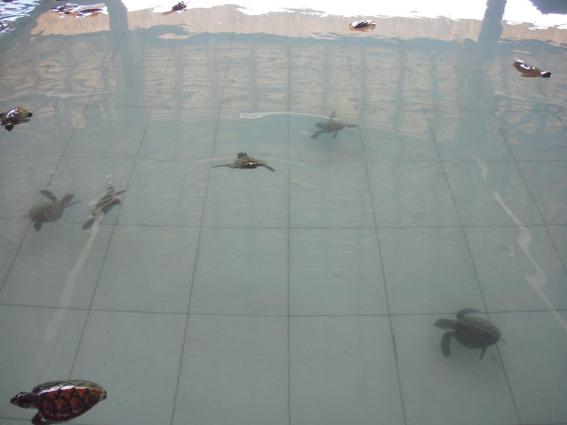 Image CIMG7485.JPG