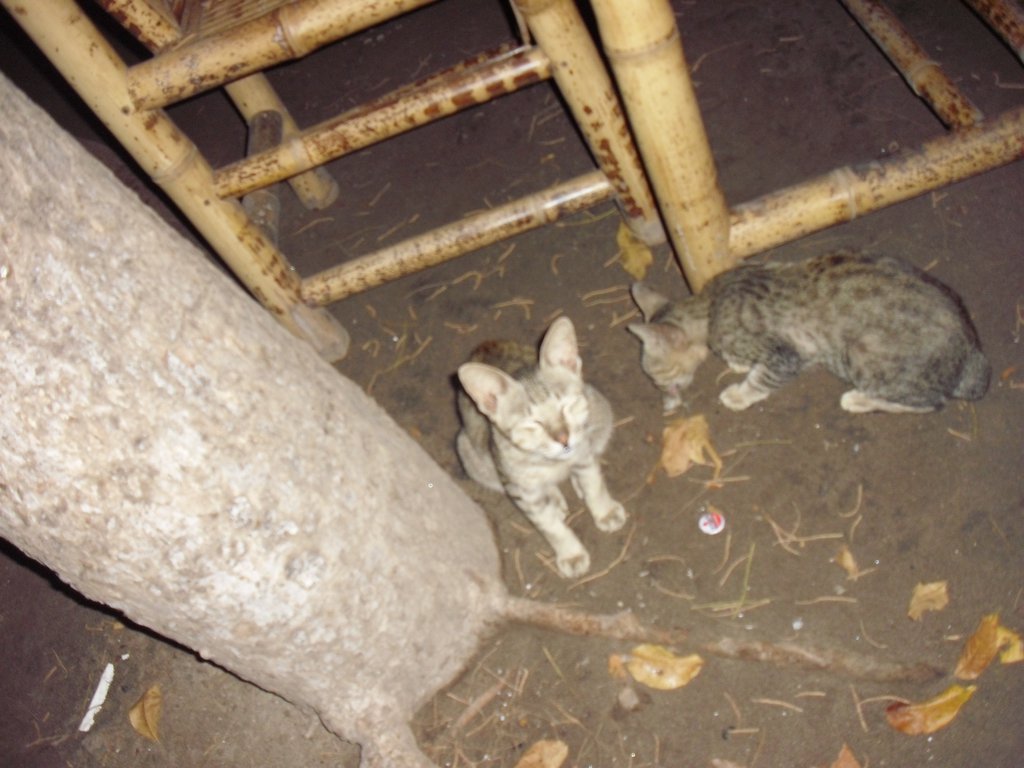 Image CIMG7494.JPG