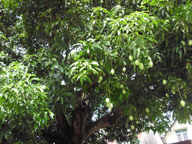 Image CIMG5467.JPG