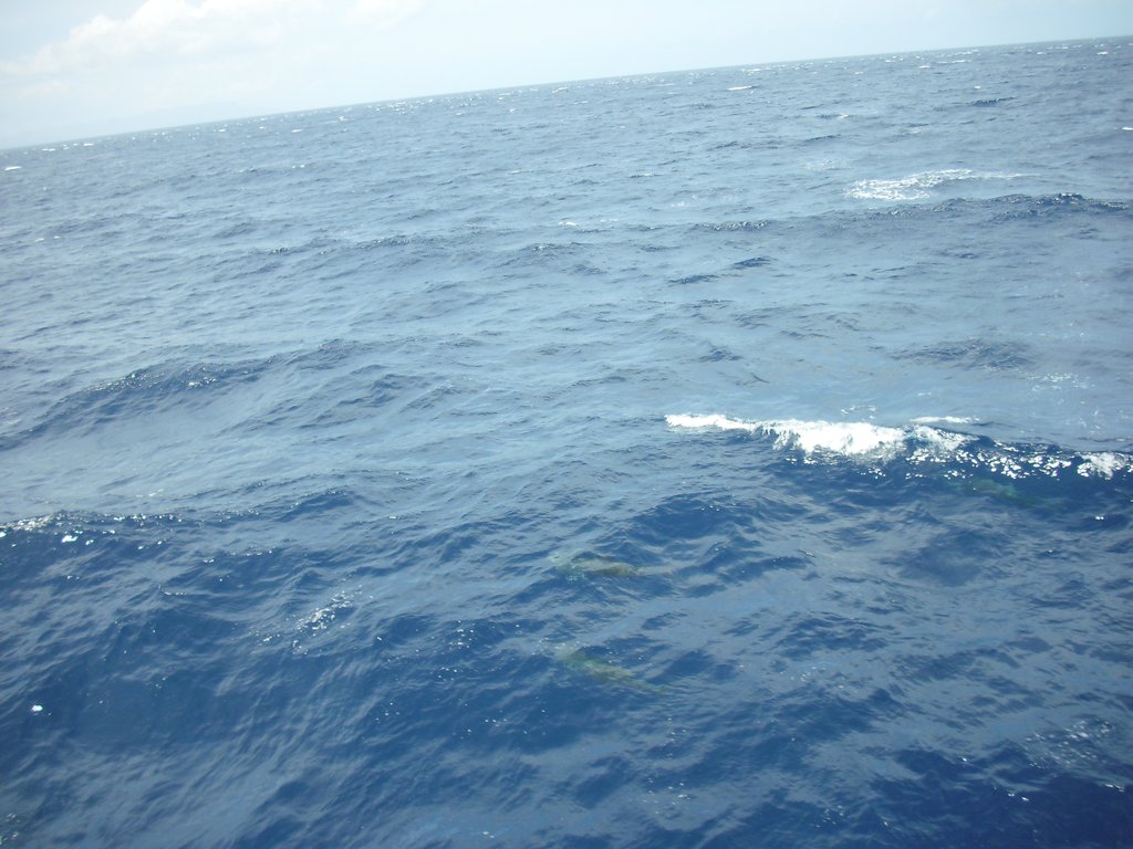 Image CIMG6919.JPG
