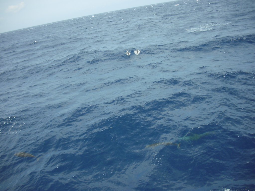 Image CIMG6920.JPG