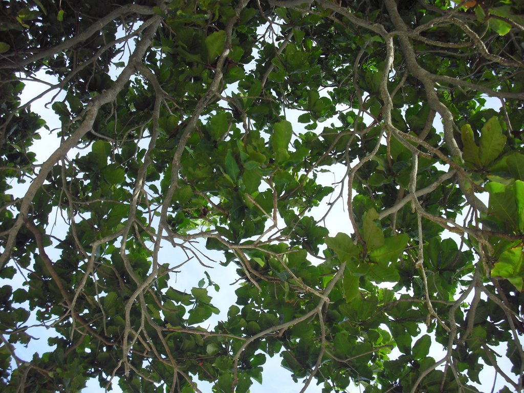 Image CIMG7026.JPG