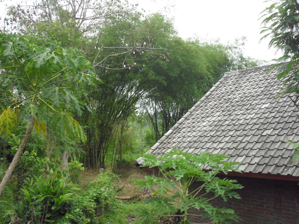 Image CIMG7072.JPG