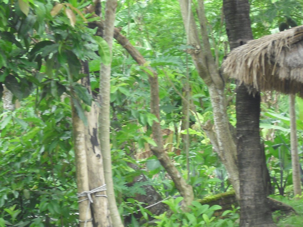 Image CIMG7083.JPG