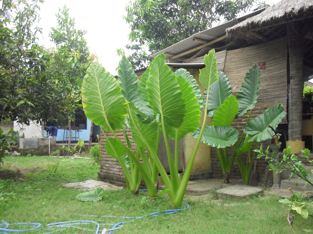 Image CIMG7092.JPG