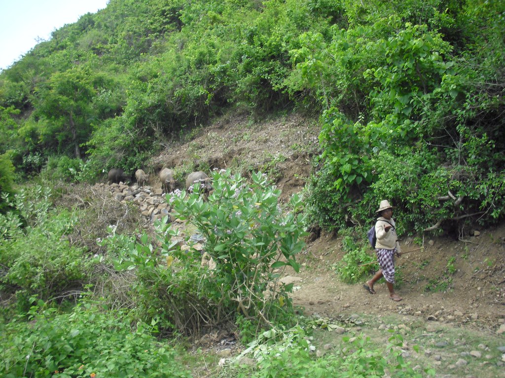 Image CIMG7193.JPG