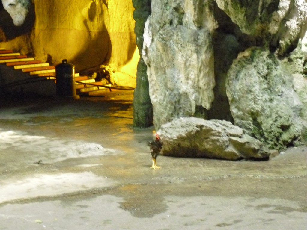 Image CIMG4995.JPG