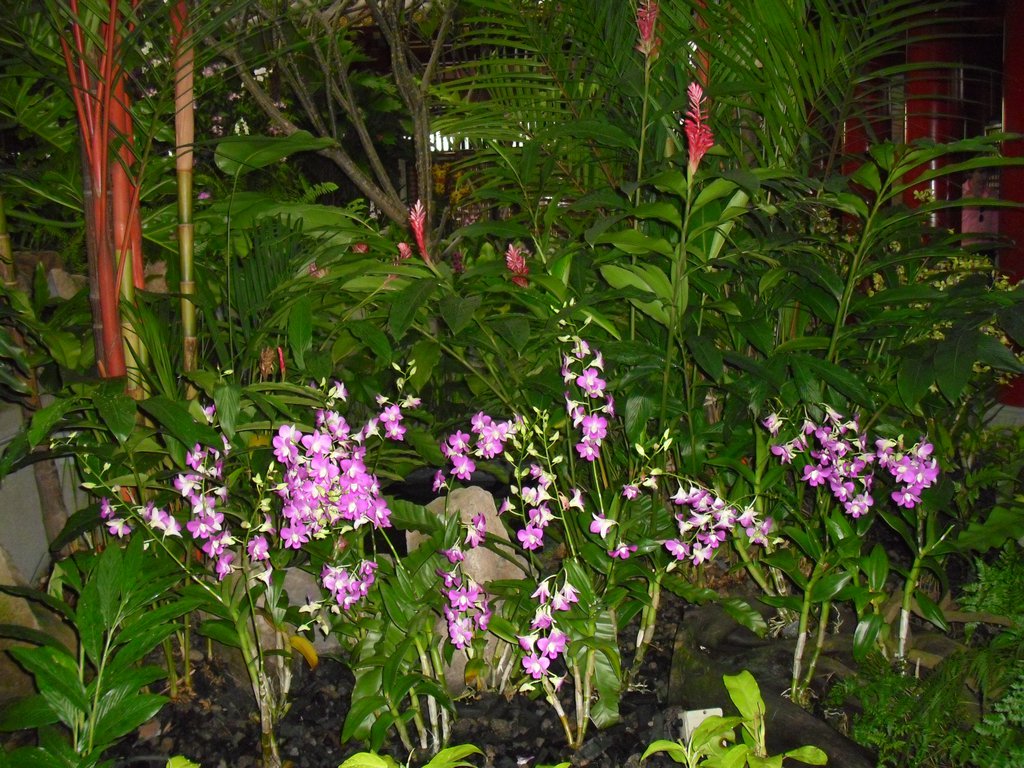 Image CIMG5314.JPG