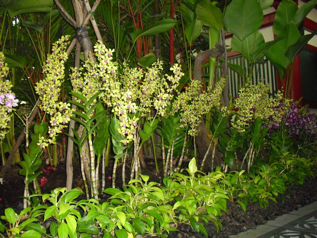Image CIMG5317.JPG