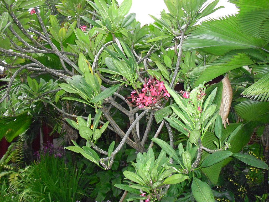 Image CIMG5324.JPG