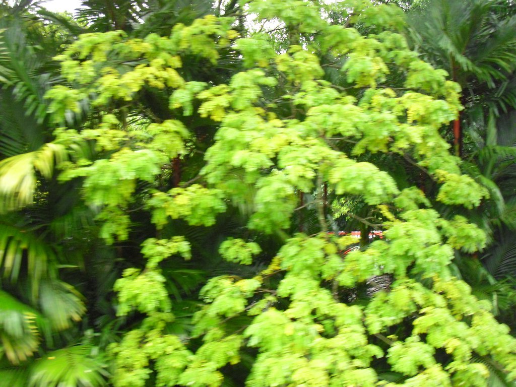 Image CIMG5358.JPG