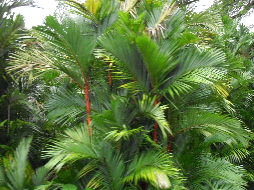 Image CIMG5359.JPG