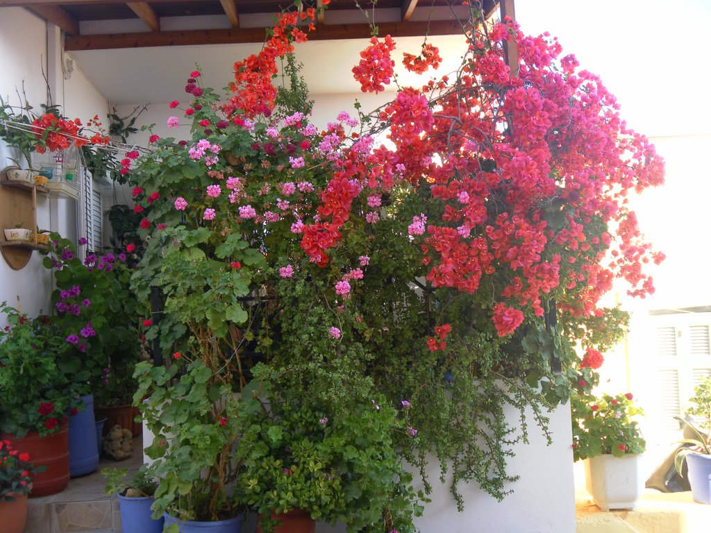 Image SAM_0886.JPG