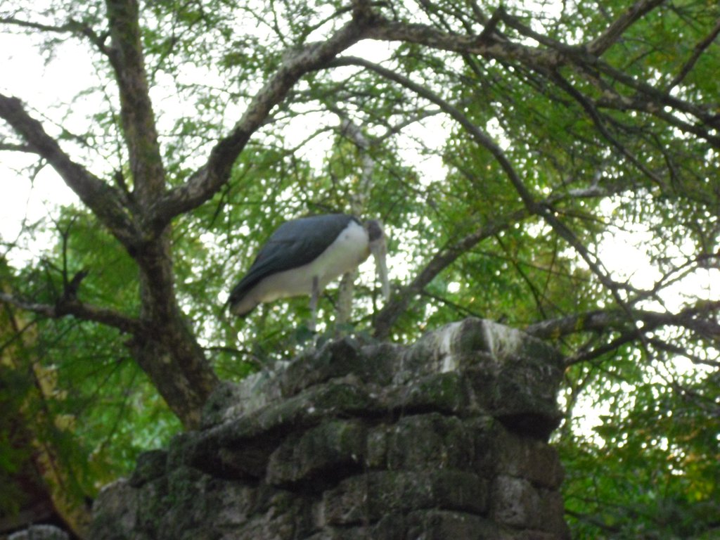 Image CIMG2257.JPG