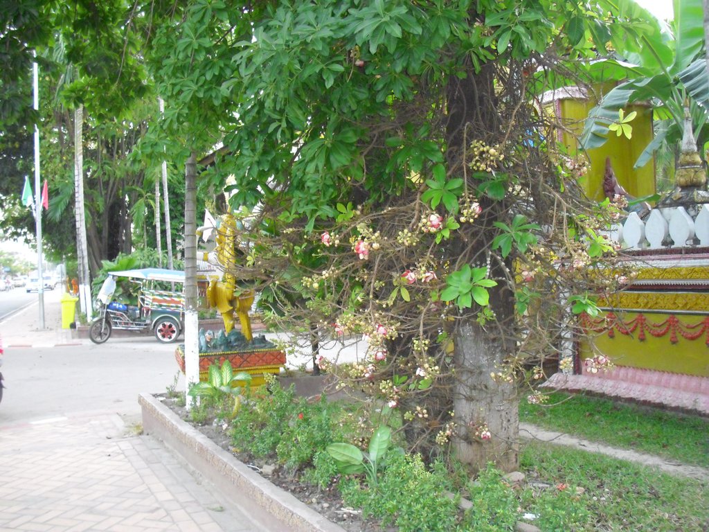Image CIMG2267.JPG